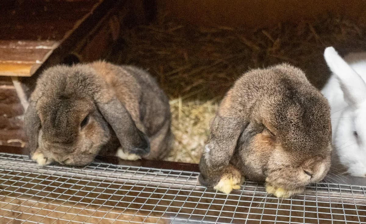 Jack + Eddy,  mixed breed for adoption at Städtisches Tierheim Duisburg, Duisburg
