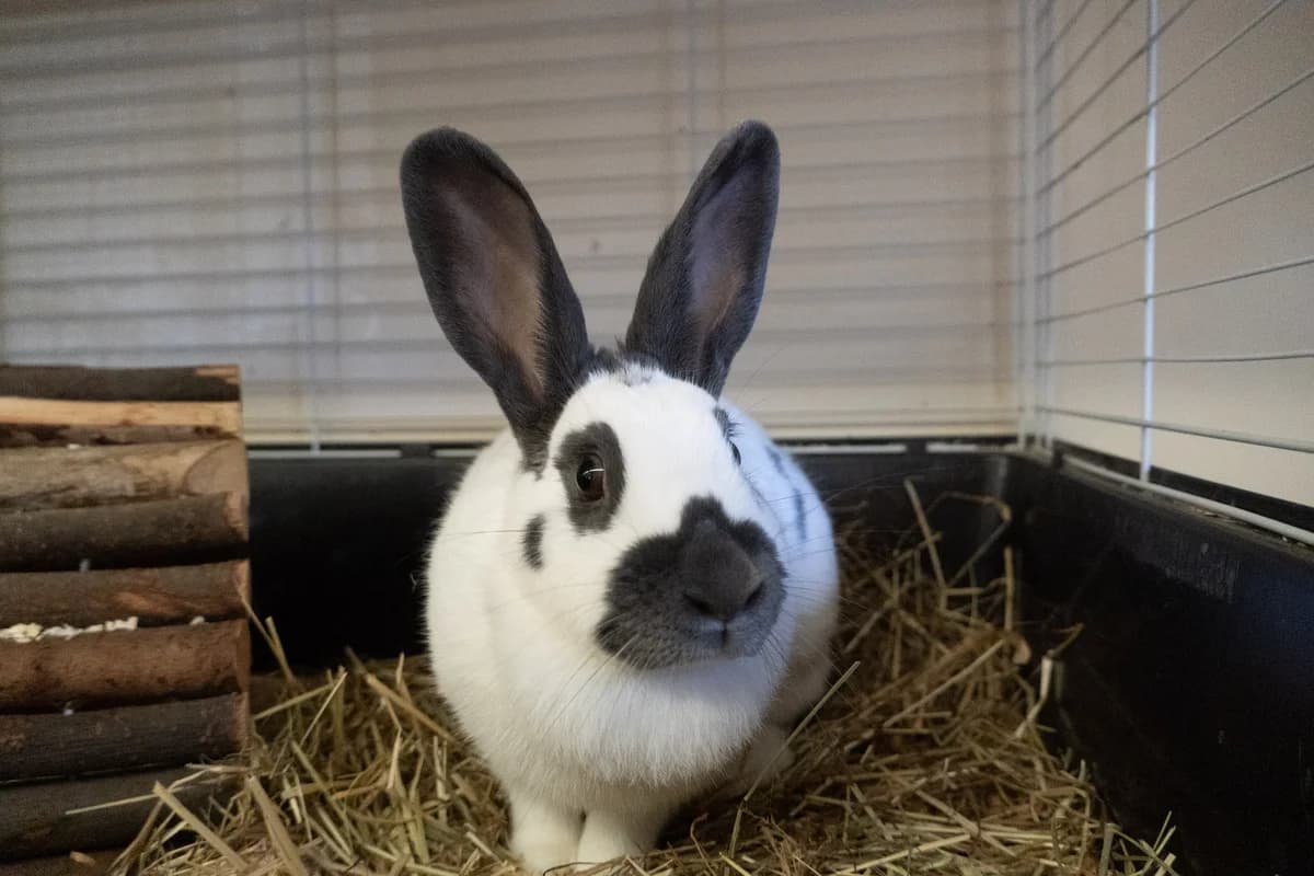 Ninni,  mixed breed for adoption at Städtisches Tierheim Duisburg, Duisburg