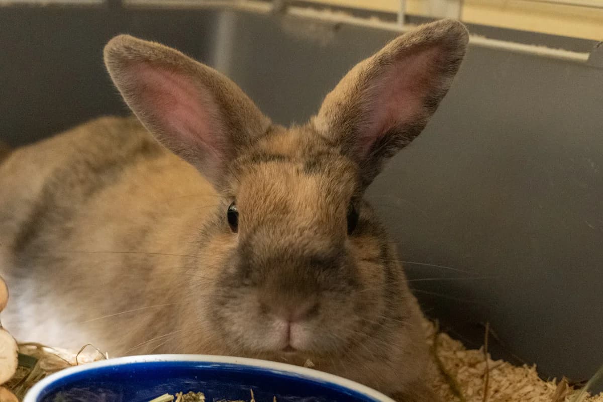 Pepp,  (Städtisches Tierheim Duisburg)