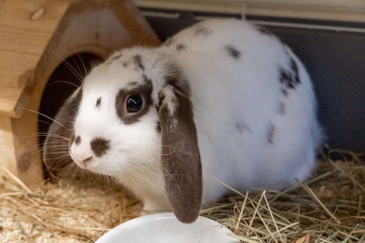 Sprinkles,  (Städtisches Tierheim Duisburg)