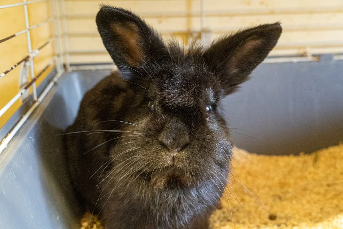 Bernhard,  mixed breed for adoption at Städtisches Tierheim Duisburg, Duisburg