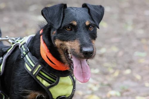 Pence, male Mixed Breed for adoption at Städtisches Tierheim Duisburg, Duisburg