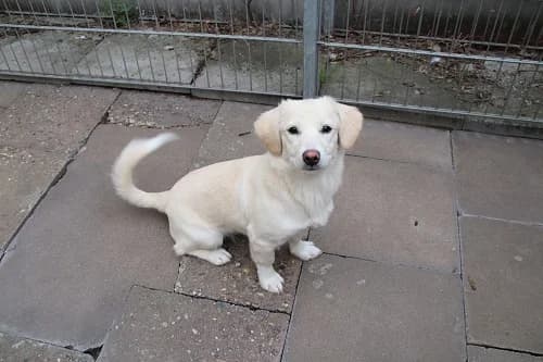 Belatrix TH 12692, female Mixed Breed for adoption at Städtisches Tierheim Duisburg, Duisburg