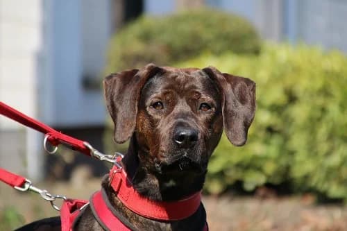 Tina TH 12462, female Mixed Breed for adoption at Städtisches Tierheim Duisburg, Duisburg