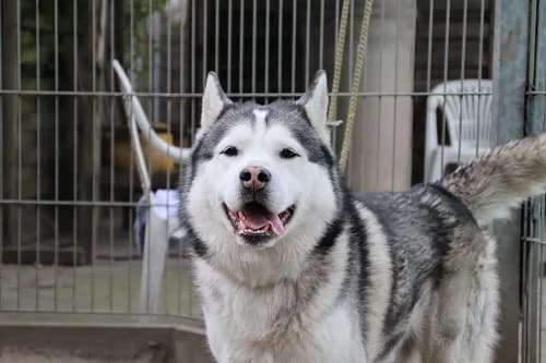 Mailo TH 12737, male mixed breed for adoption at Städtisches Tierheim Duisburg, Duisburg