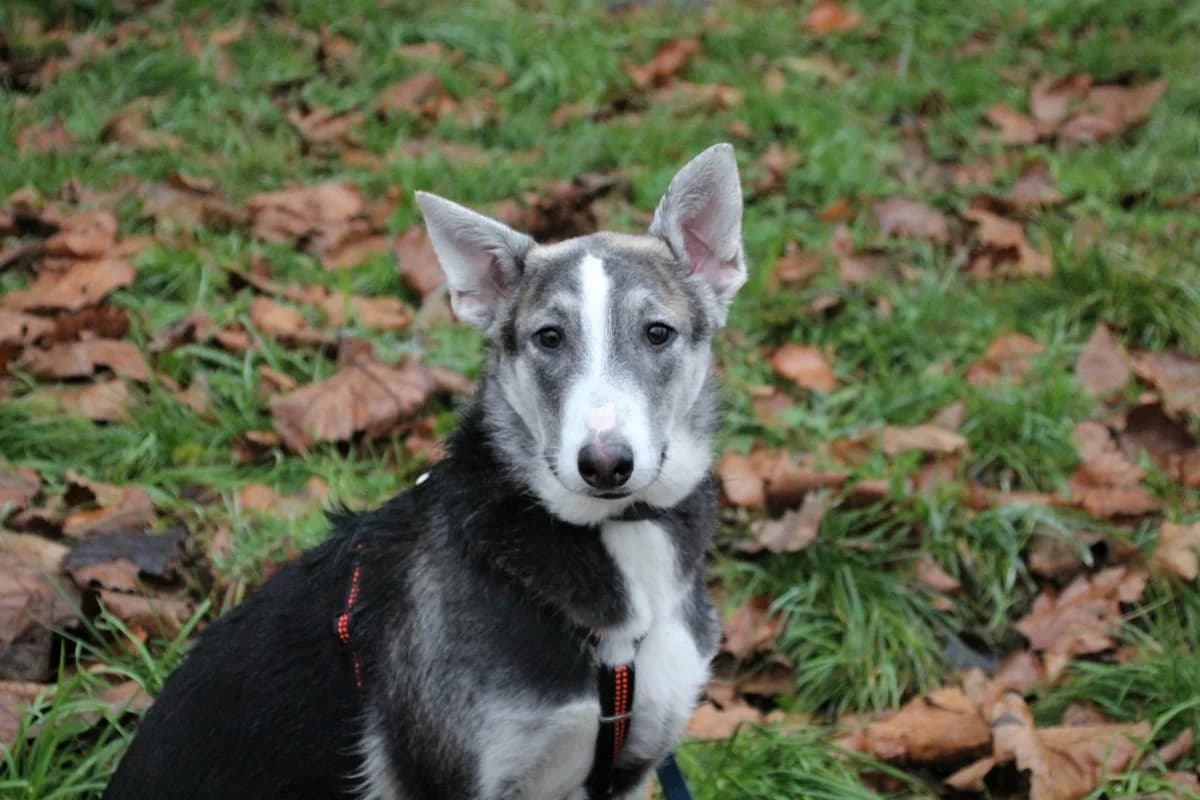 Patty TH 11936, female Mixed Breed for adoption at Städtisches Tierheim Duisburg, Duisburg
