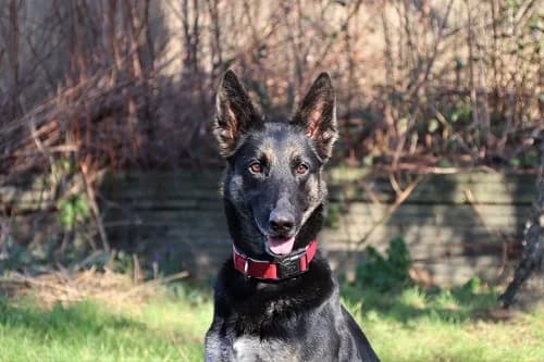Romy, Mixed Breed (Städtisches Tierheim Duisburg)