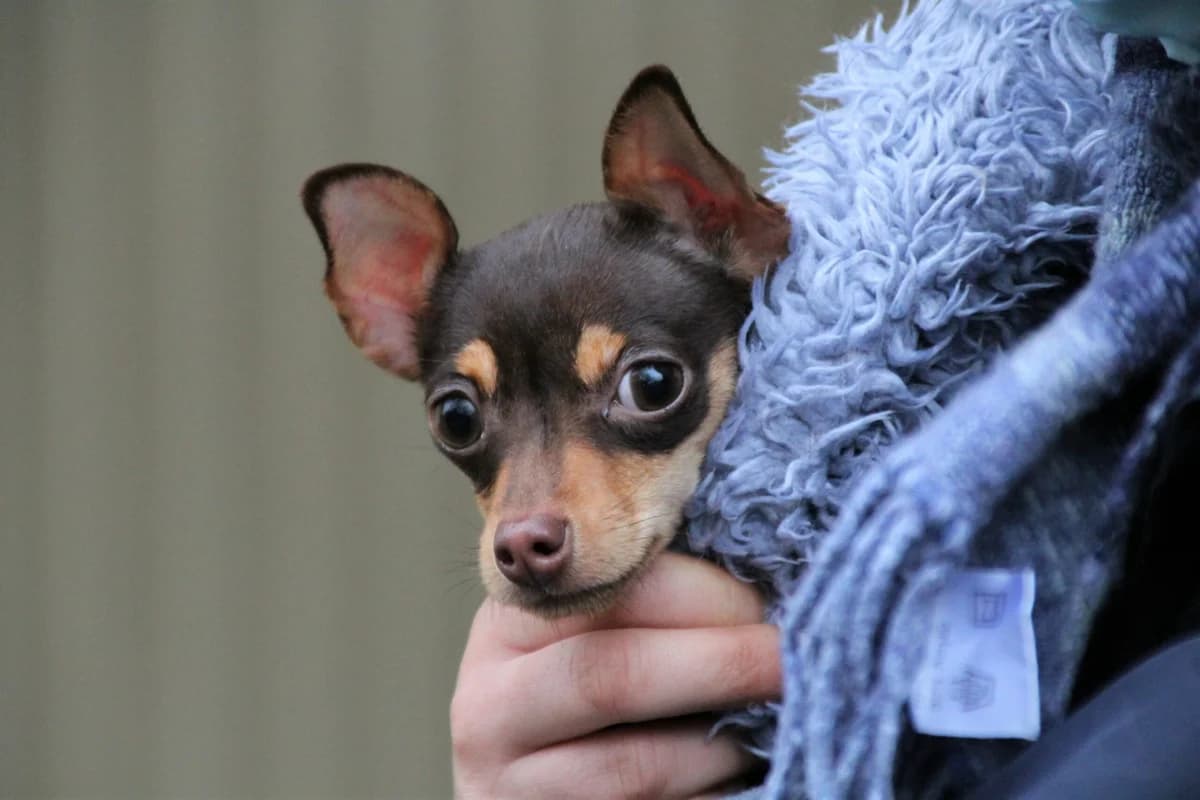 Lilli TH 12423, Mixed Breed (Städtisches Tierheim Duisburg)
