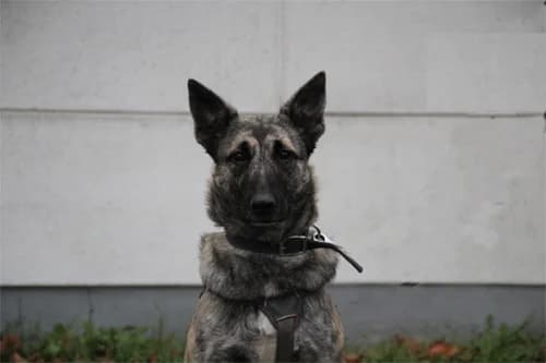 Sofie 11944, female Mixed Breed for adoption at Städtisches Tierheim Duisburg, Duisburg