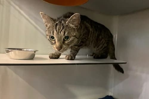 23.07.2022, European Shorthair (Städtisches Tierheim Duisburg)