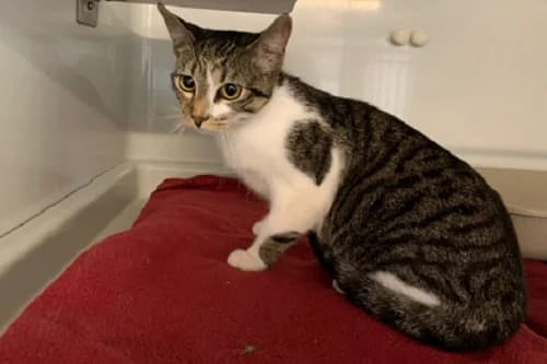 22.07.2022, European Shorthair (Städtisches Tierheim Duisburg)
