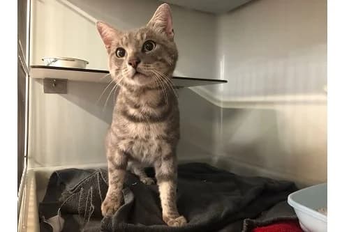 21.07.2022, European Shorthair (Städtisches Tierheim Duisburg)