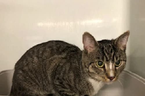 12.07.2022, European Shorthair (Städtisches Tierheim Duisburg)
