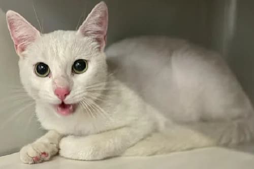 12.07.2022, European Shorthair (Städtisches Tierheim Duisburg)
