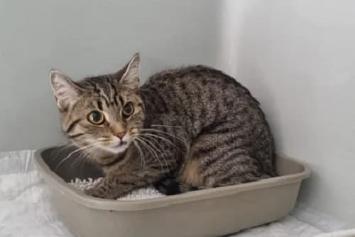 04.07.2022, European Shorthair (Städtisches Tierheim Duisburg)
