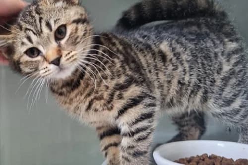 29.06.2022, European Shorthair (Städtisches Tierheim Duisburg)