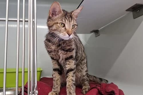 27.06.2022, European Shorthair (Städtisches Tierheim Duisburg)