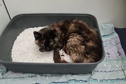 26.06.2022, European Shorthair (Städtisches Tierheim Duisburg)