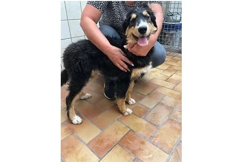 21.06.2022, female Bernese Mountain Dog for adoption at Städtisches Tierheim Duisburg, Duisburg