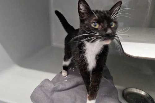 17.06.2022, European Shorthair (Städtisches Tierheim Duisburg)