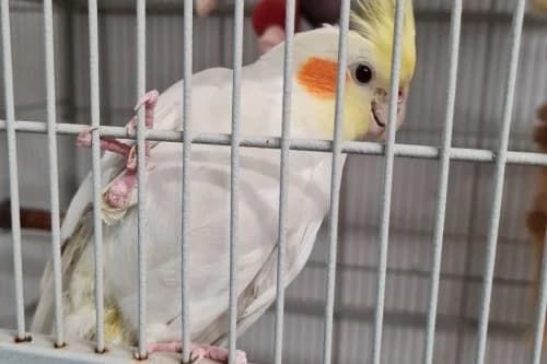 09.09.2021,  (Städtisches Tierheim Duisburg)