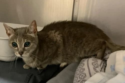 31.07.2021, European Shorthair (Städtisches Tierheim Duisburg)