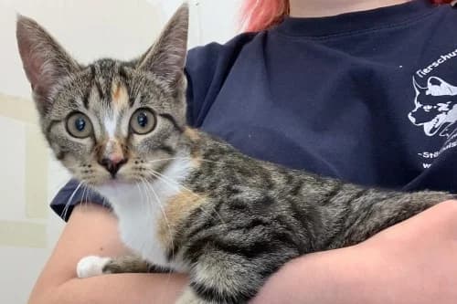 30.07.2021, European Shorthair (Städtisches Tierheim Duisburg)