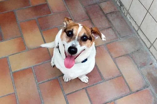 04.07.2021, male Jack Russell Terrier for adoption at Städtisches Tierheim Duisburg, Duisburg