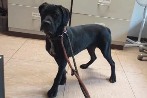 30.06.2021, female Cane Corso for adoption at Städtisches Tierheim Duisburg, Duisburg