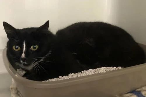 18.06.2021, European Shorthair (Städtisches Tierheim Duisburg)