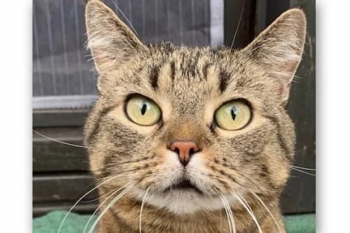 28.05.2021, European Shorthair (Städtisches Tierheim Duisburg)