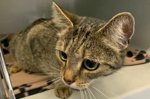 26.05.2021, European Shorthair (Städtisches Tierheim Duisburg)