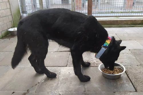 15.04.2021, female German Shepherd for adoption at Städtisches Tierheim Duisburg, Duisburg