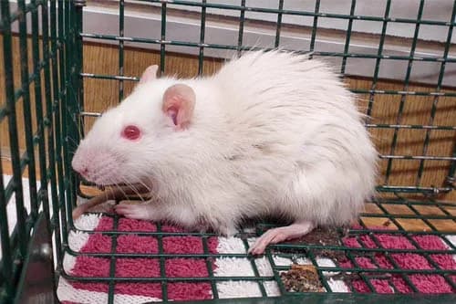 23.02.2021, male mixed breed for adoption at Städtisches Tierheim Duisburg, Duisburg
