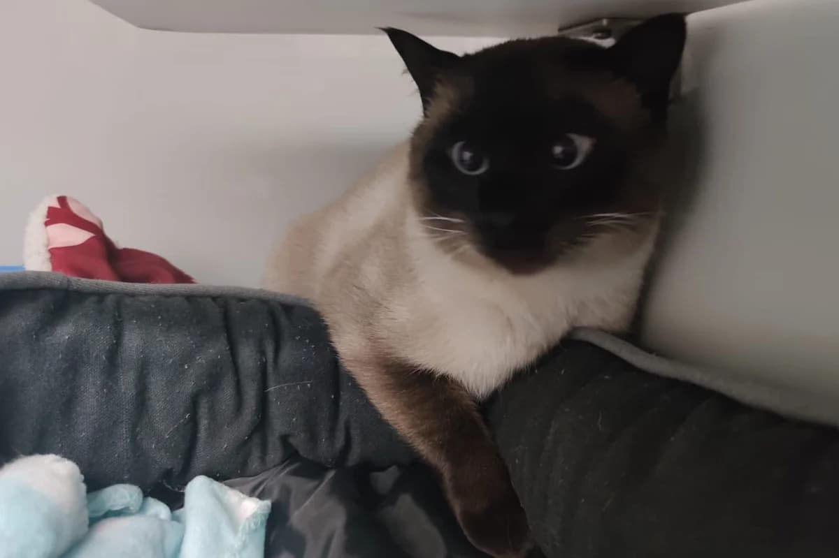 18.12.2020, male Siamese for adoption at Städtisches Tierheim Duisburg, Duisburg