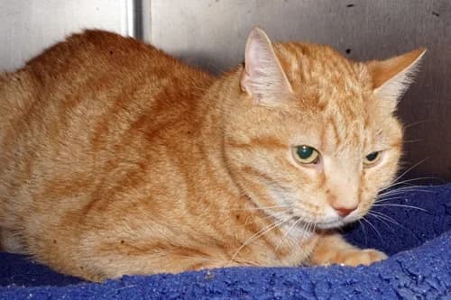 27.11.2020, male European Shorthair for adoption at Städtisches Tierheim Duisburg, Duisburg