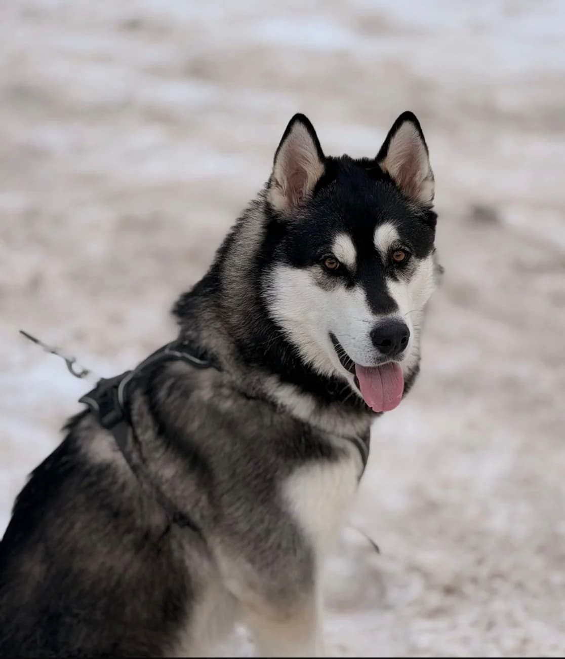 Snow, male Mixed Breed for adoption at Tierheim Eisenach, Eisenach