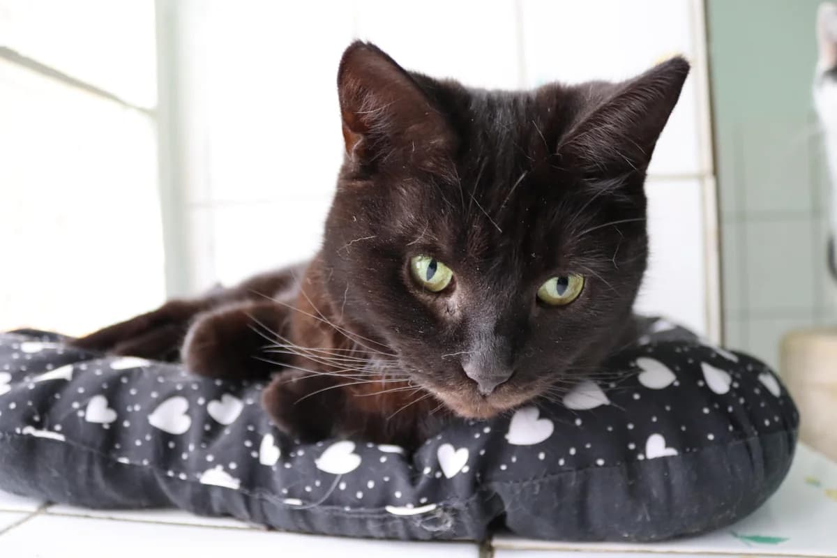 Alma,  3yo Mixed Breed for adoption at Tierheim Eisenach, Eisenach
