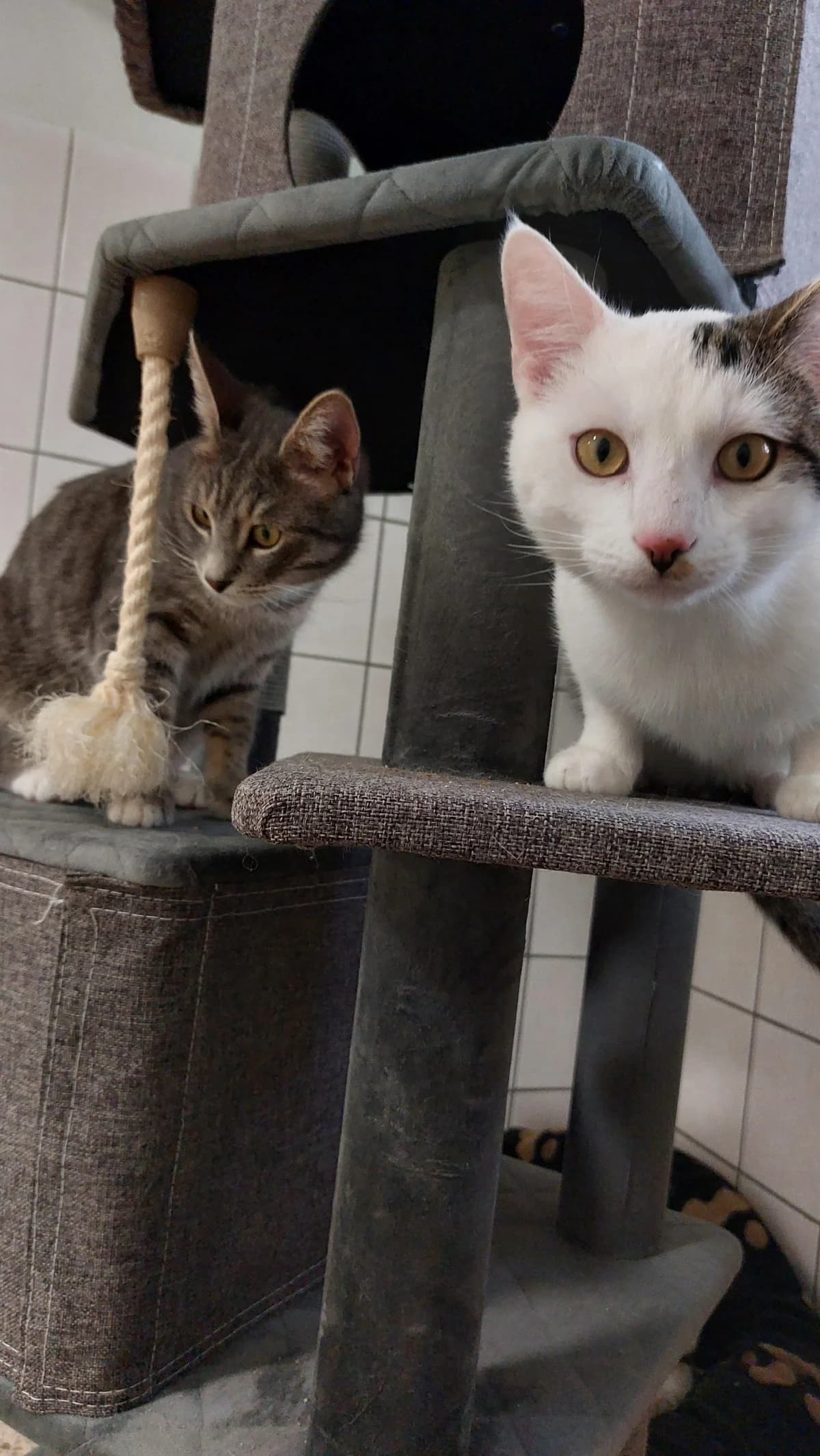 Tiger & Little, male Mixed Breed for adoption at Tierheim Eisenach, Eisenach