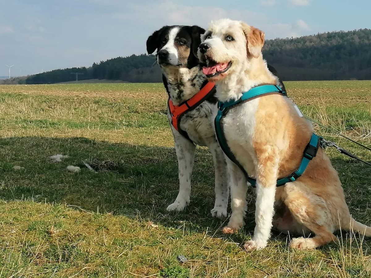 Danny & Ina,  Mixed Breed for adoption at Tierheim Eisenach, Eisenach