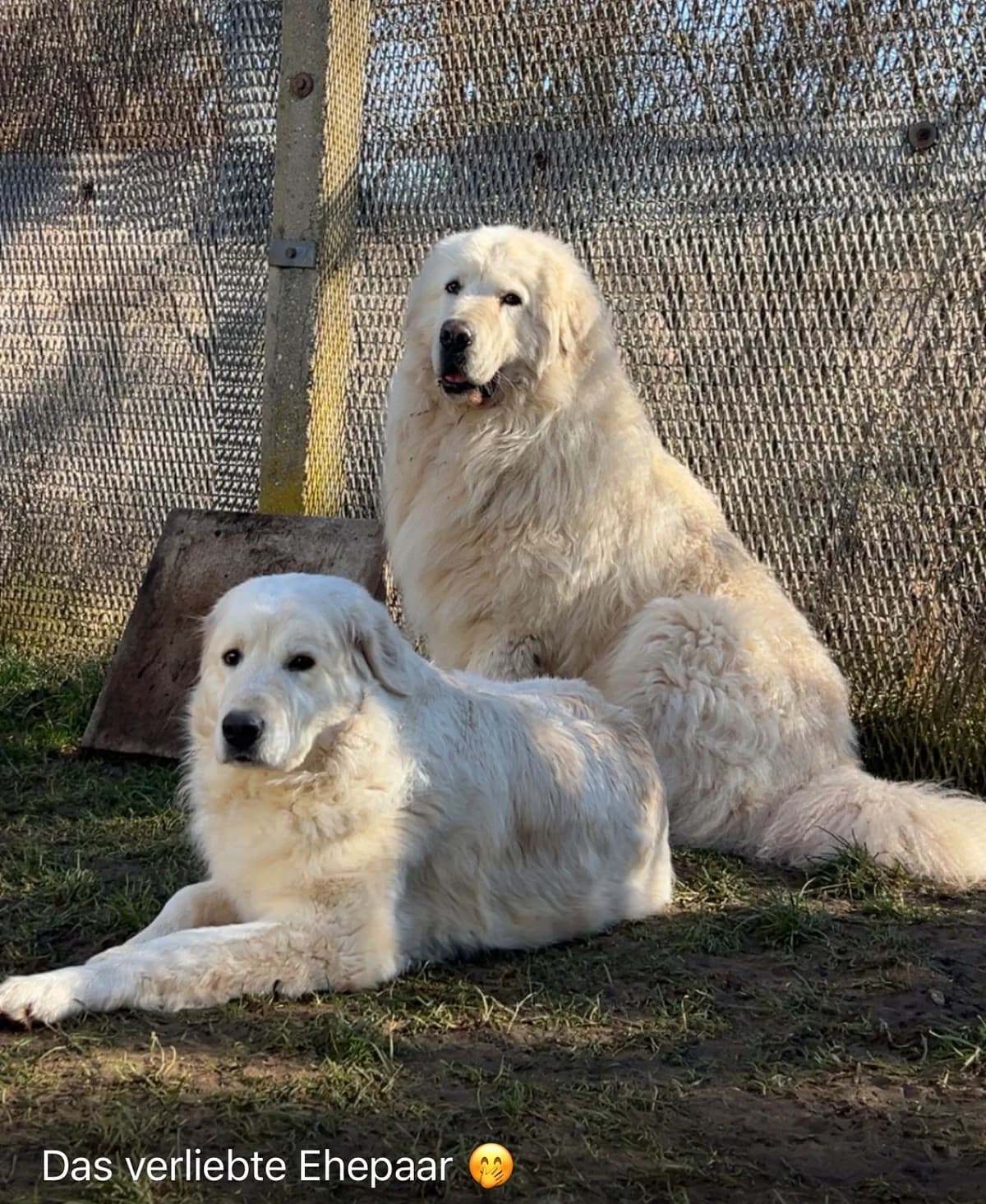 Bruno & Lilly, male 4yo Mixed Breed for adoption at Tierheim Eisenach, Eisenach
