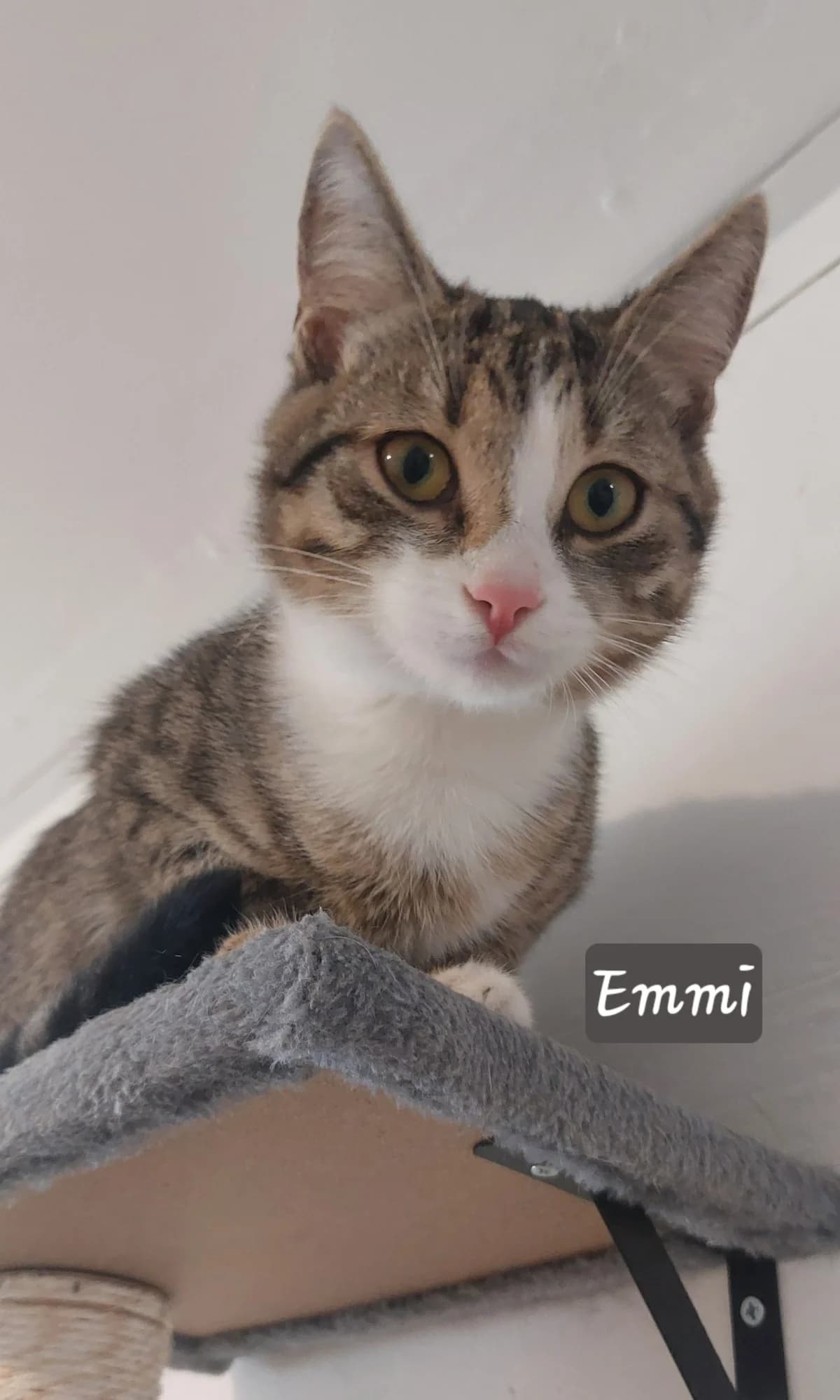 Emmi,  puppy Mixed Breed for adoption at Tierheim Eisenach, Eisenach