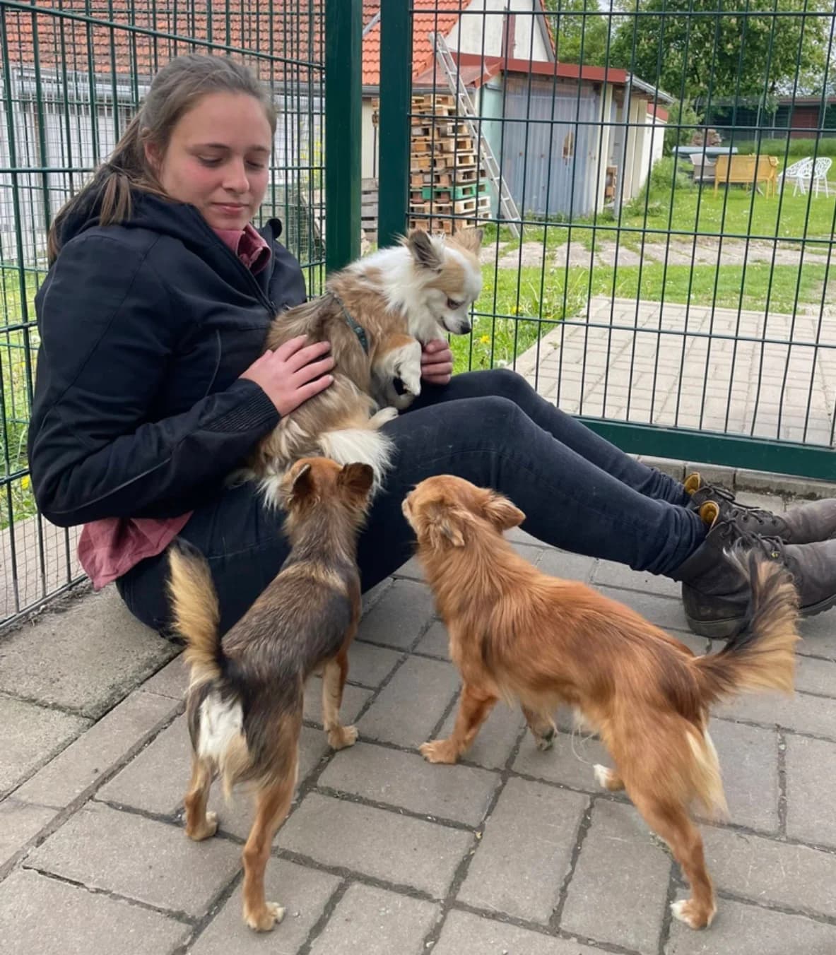 Gucci & Armani, male Mixed Breed for adoption at Tierheim Eisenach, Eisenach