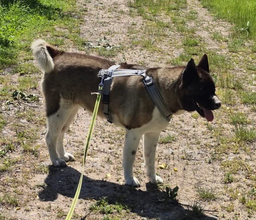 Sammy, female puppy Mixed Breed for adoption at Tierheim Eisenach, Eisenach