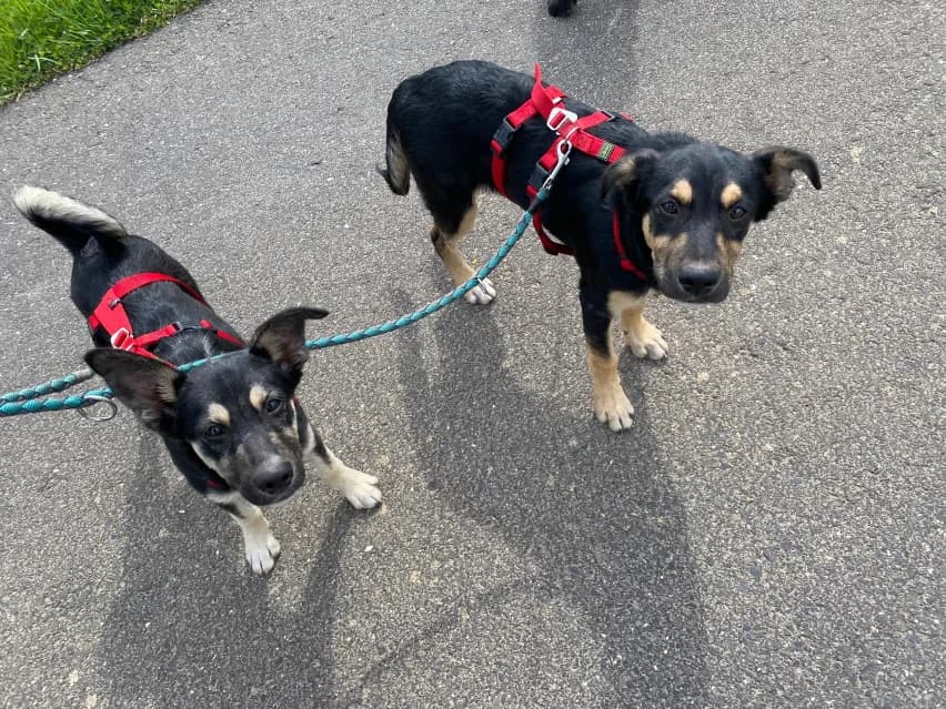 Luigi & Rossi,  puppy Mixed Breed for adoption at Tierheim Eisenach, Eisenach