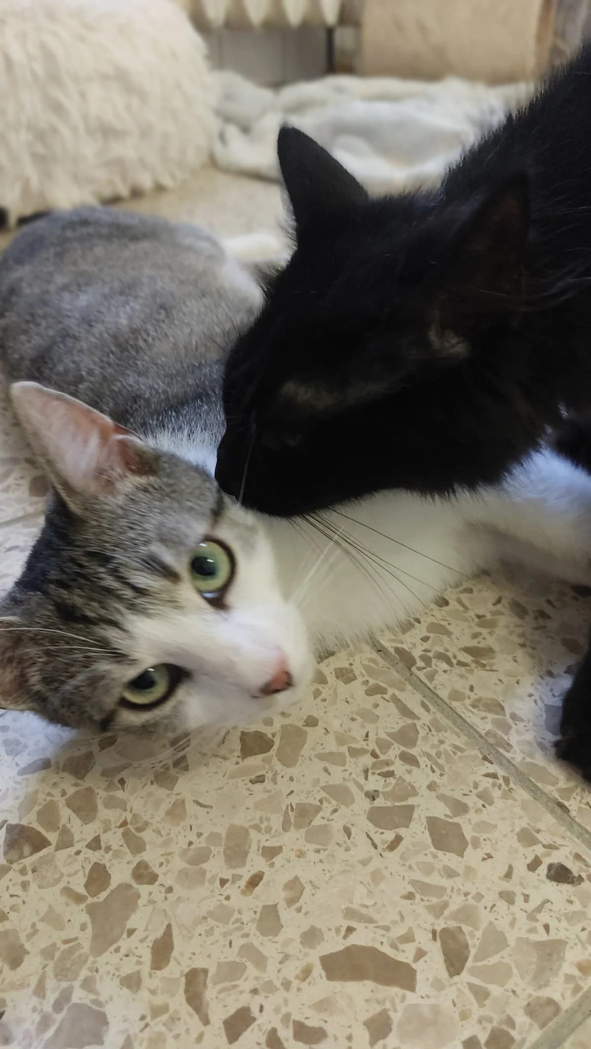 Frodo & Sam, Mixed Breed (Tierheim Eisenach)