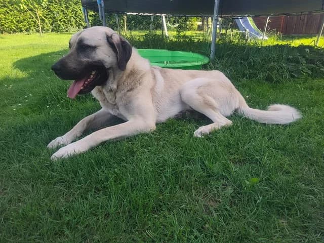 Ares, female young Mixed Breed for adoption at Tierheim Eisenach, Eisenach