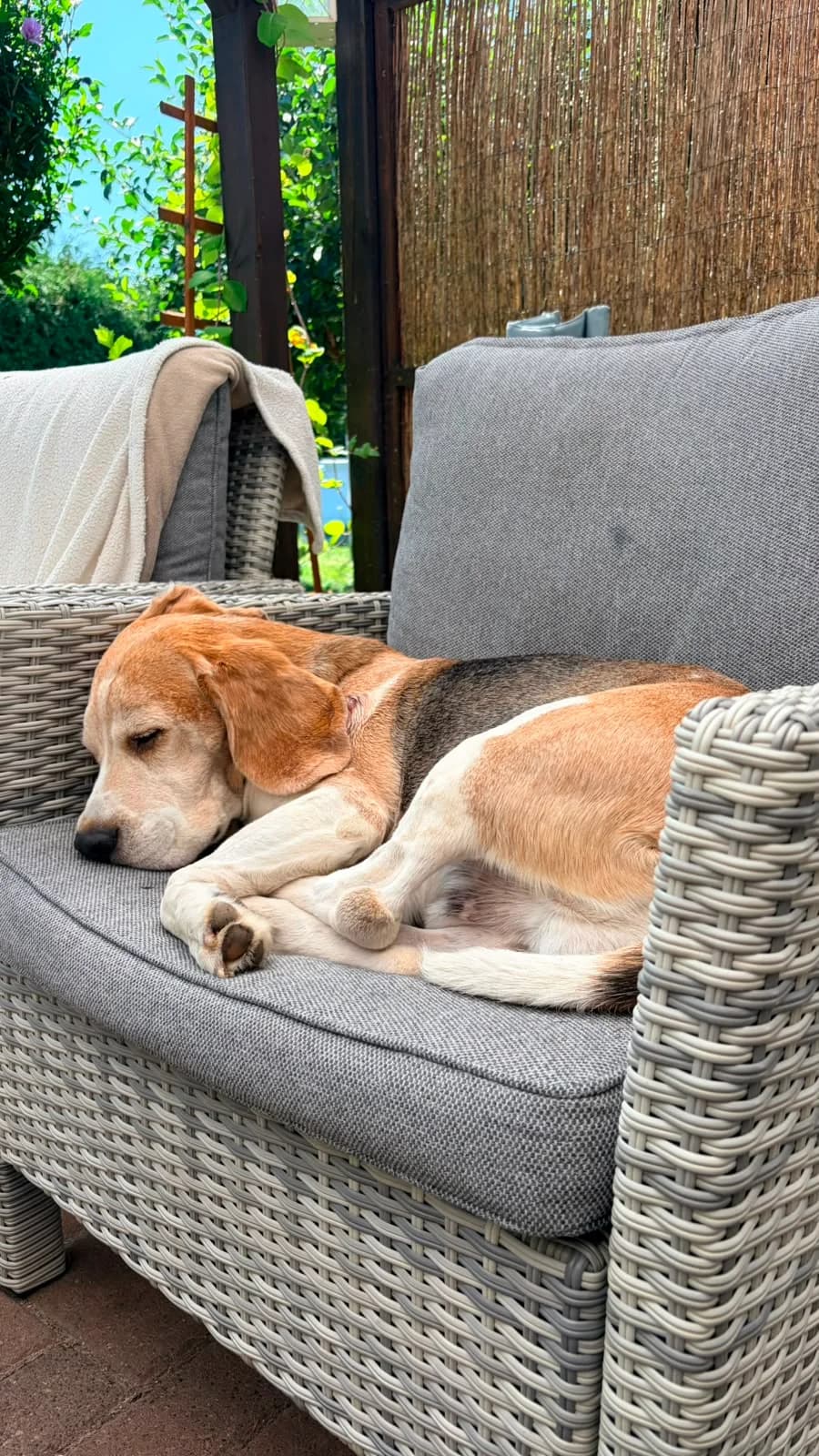 Harry,  Mixed Breed for adoption at Tierheim Eisenach, Eisenach