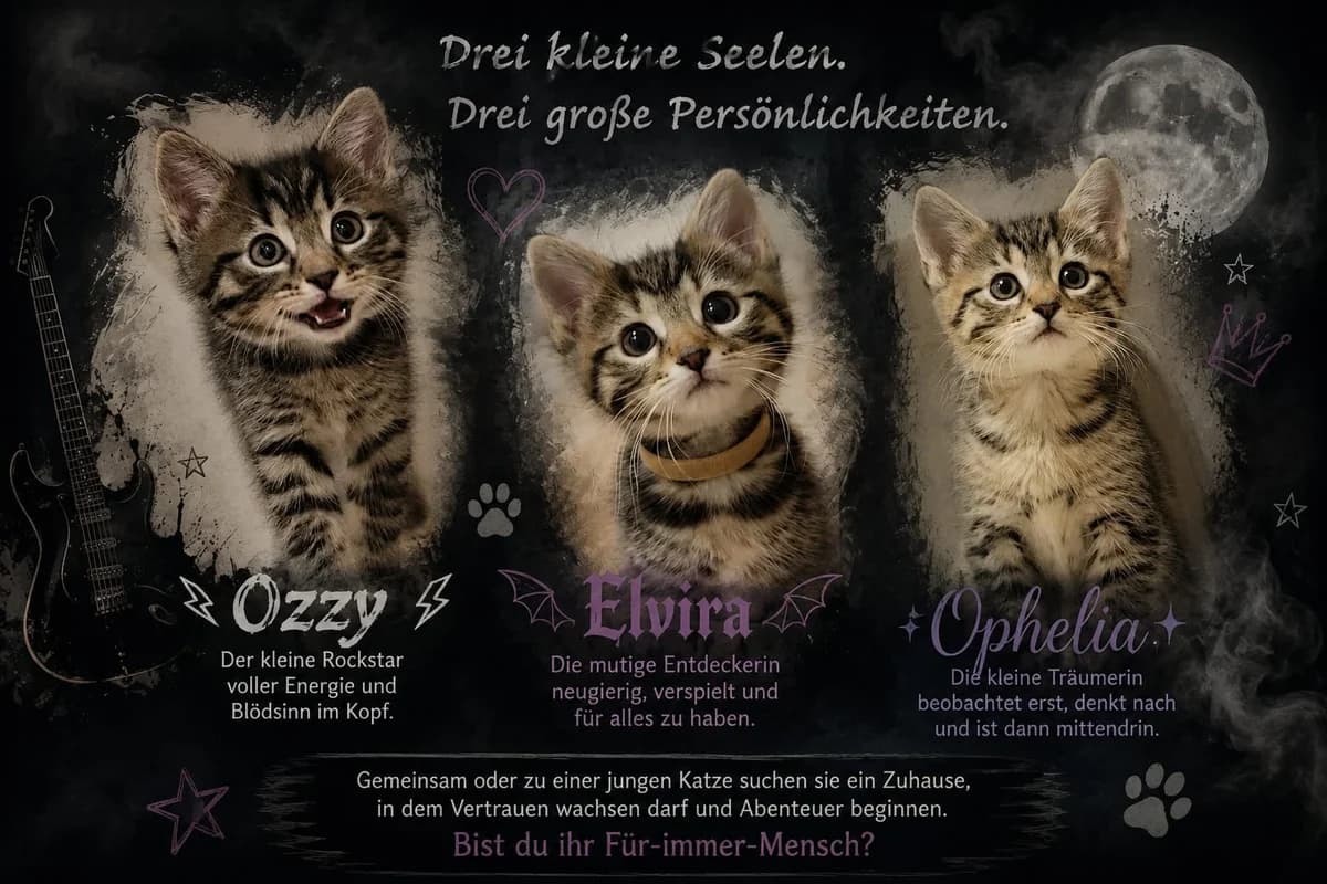 Ozzy. Elvira. Ophelia,  Mixed Breed for adoption at Tierheim Eisenach, Eisenach