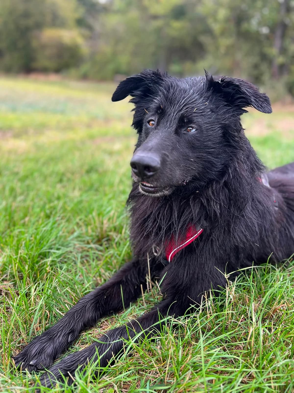 Carlos, male senior Mixed Breed for adoption at Tierheim Eisenach, Eisenach